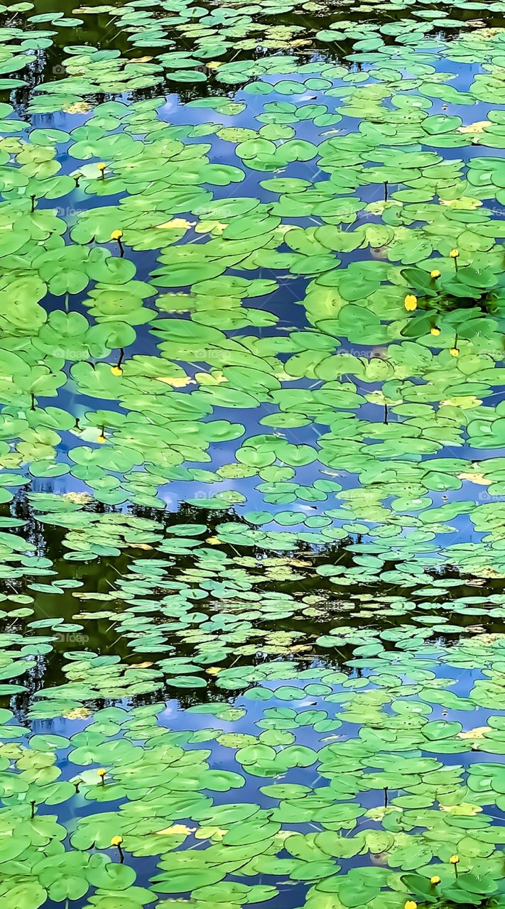 Lilipads on a pond 