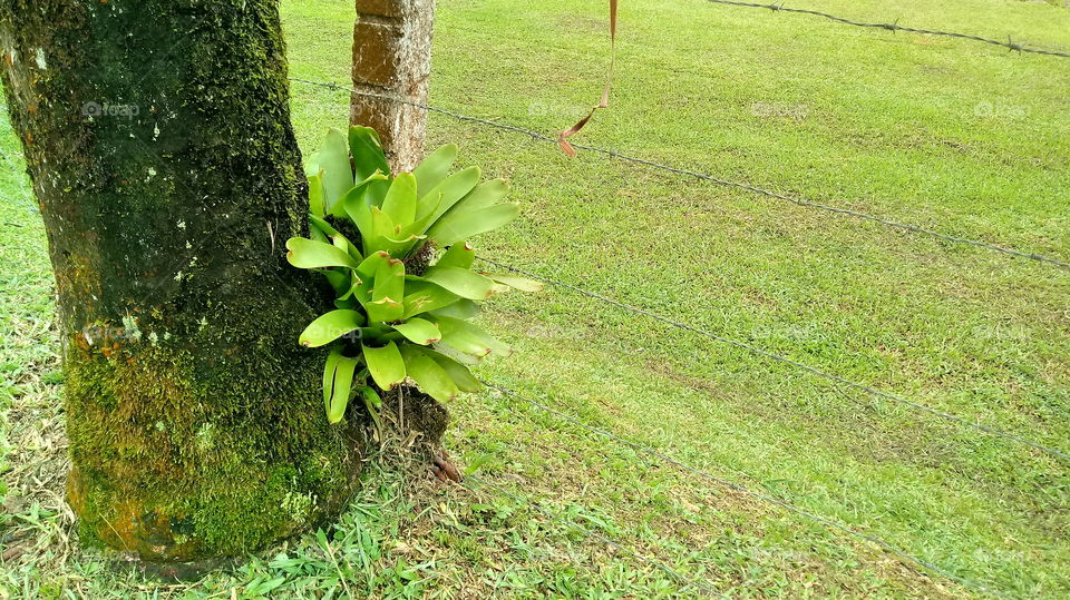 PASTAGEM BROMÉLIAS TRONCO