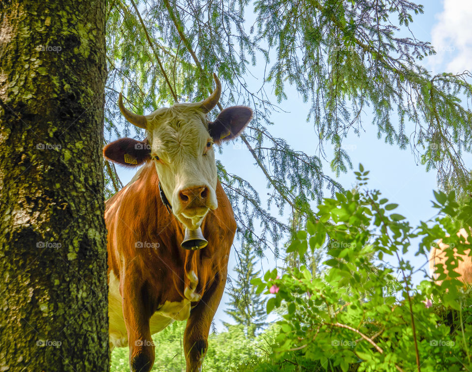 Swiss cow