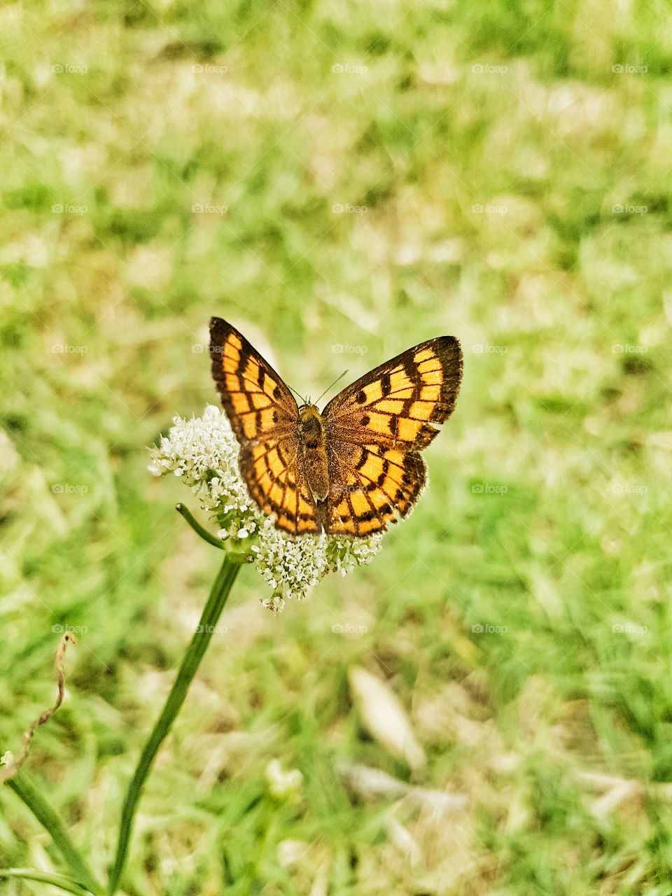 Butterfly, Nature, Insect, Wing, Summer