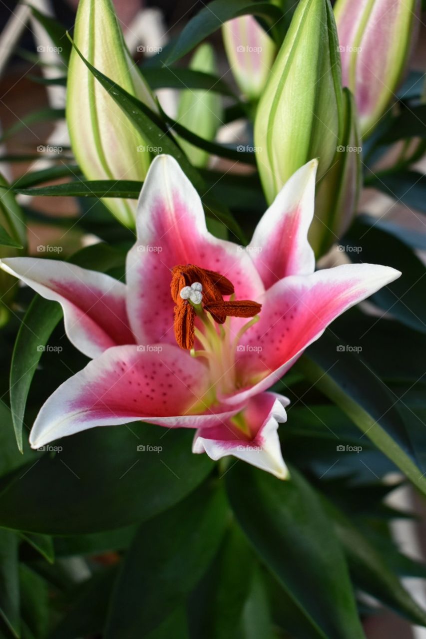 portrait pink flower