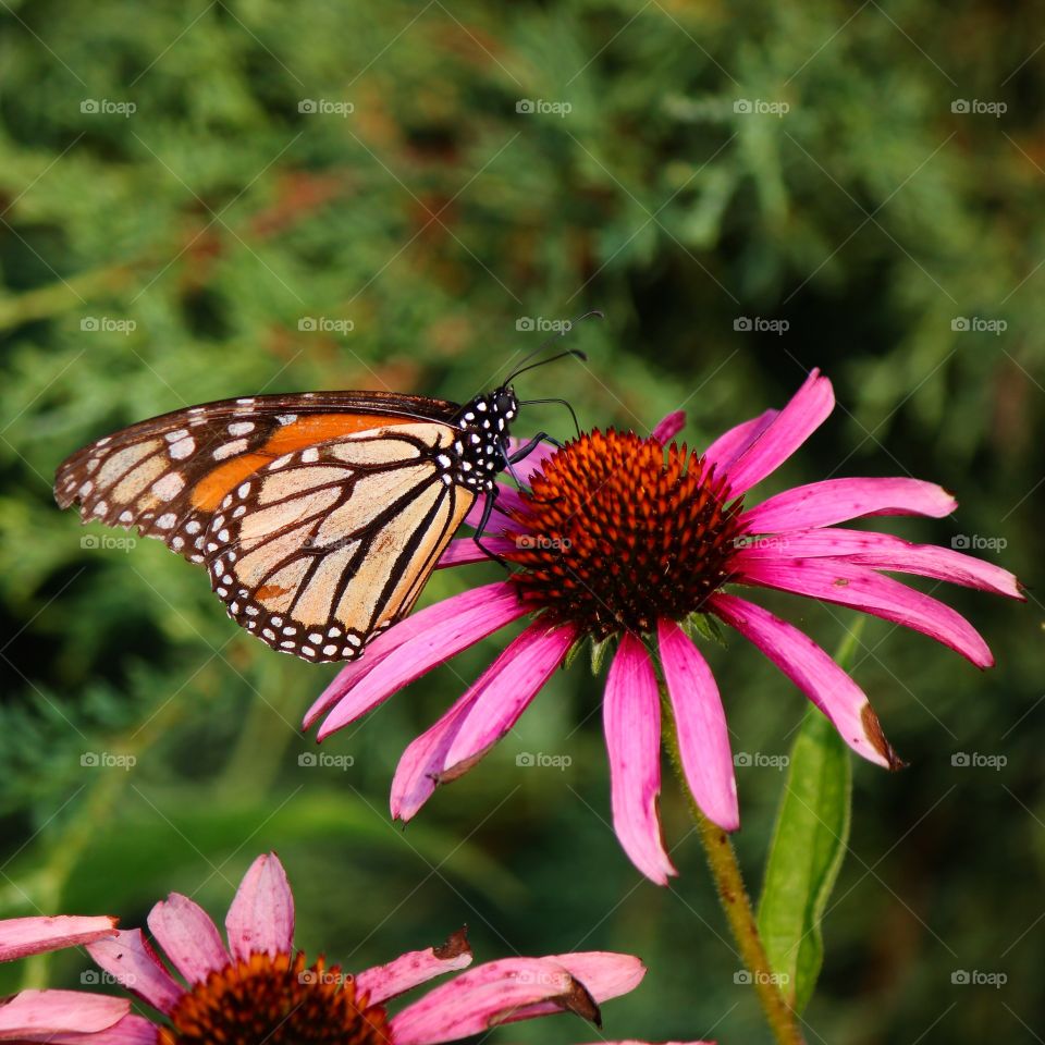Coneflower monarch 