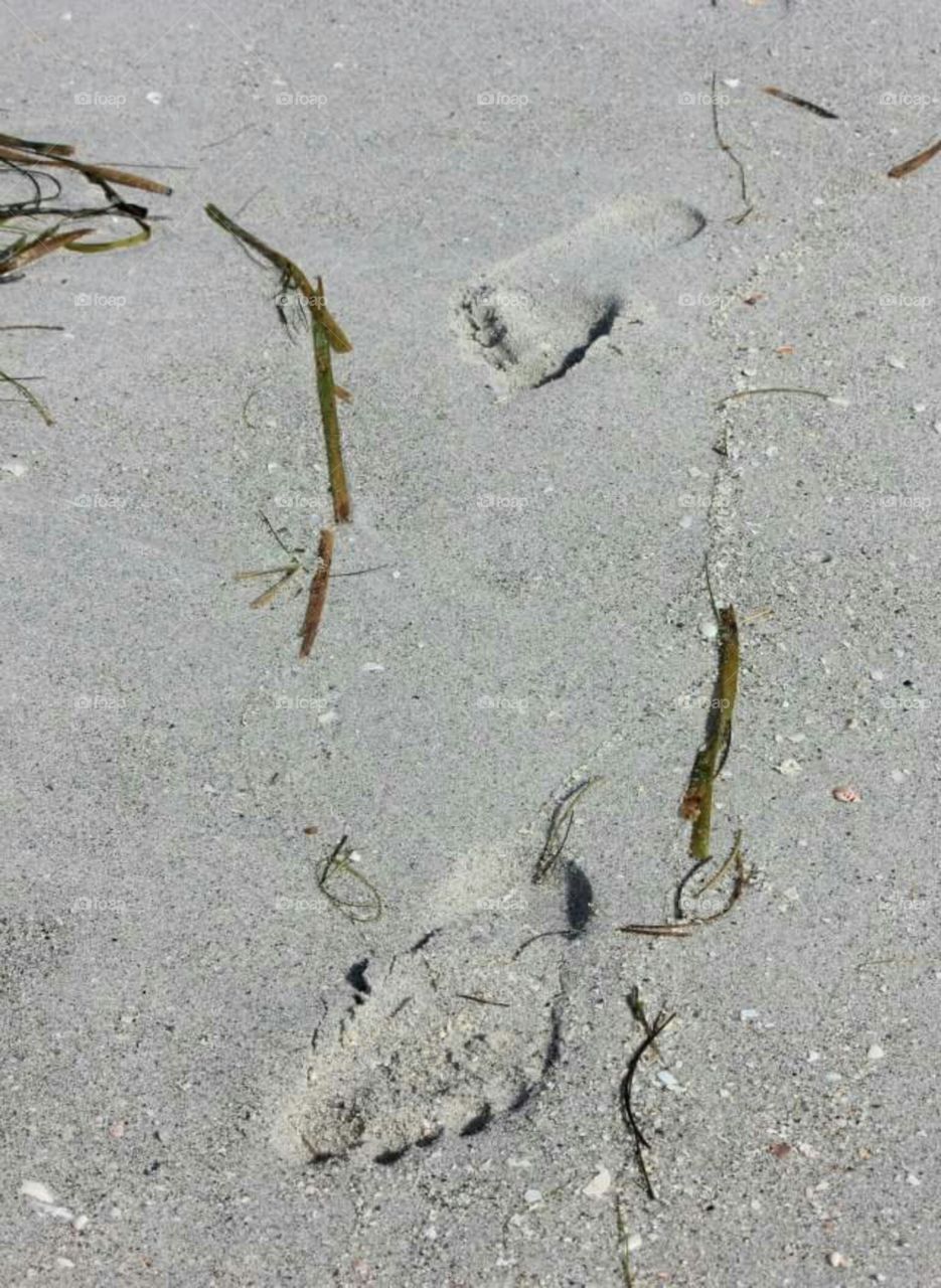 Footprints In The Sand