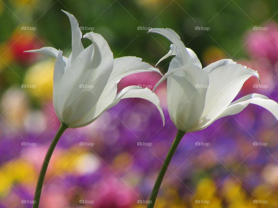 Tulips