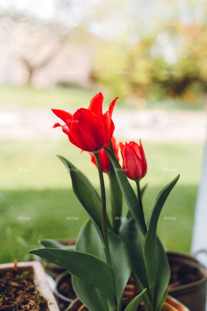 Red tulips