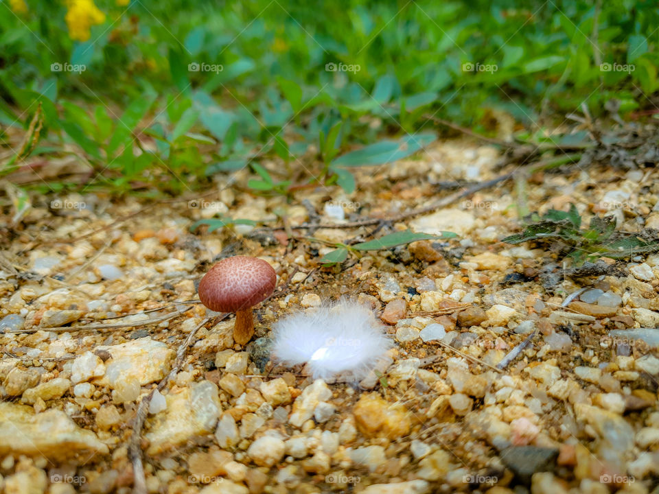 small mushroom with birds feather next to it