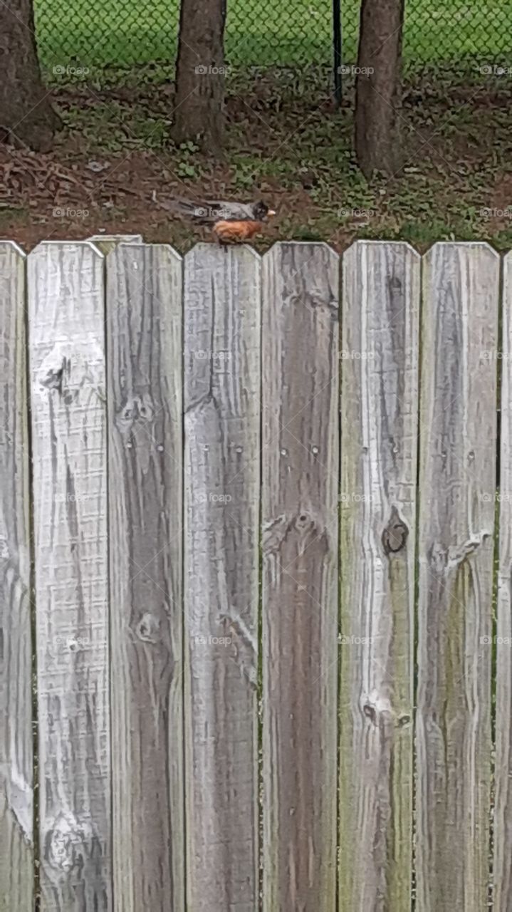 Robin on my fence