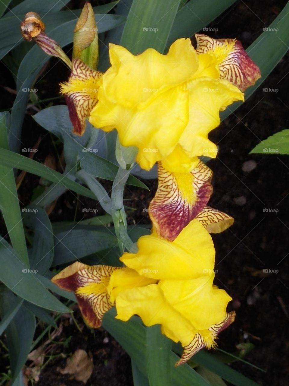 Yellow Iris