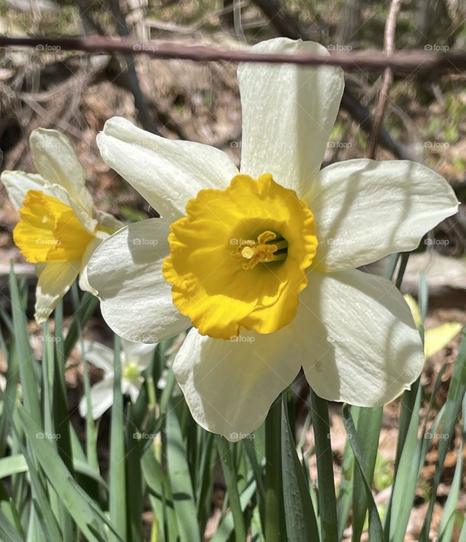 A white daffodil with a vivid yellow center stands out against green leaves and a brown, earthy wooded trail, capturing the quiet beauty of spring in the forest.