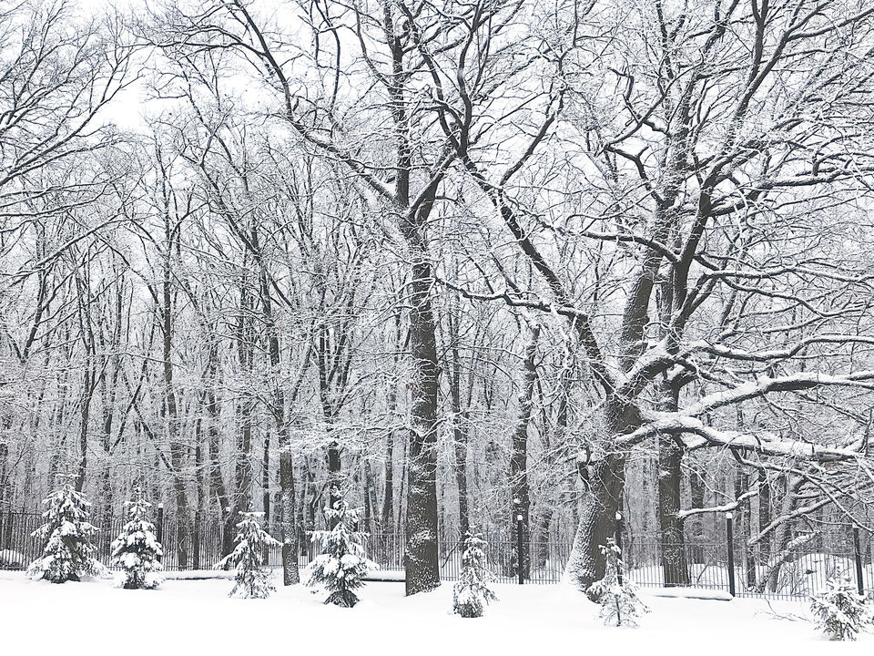 Winter forest, trees covered by white snow 