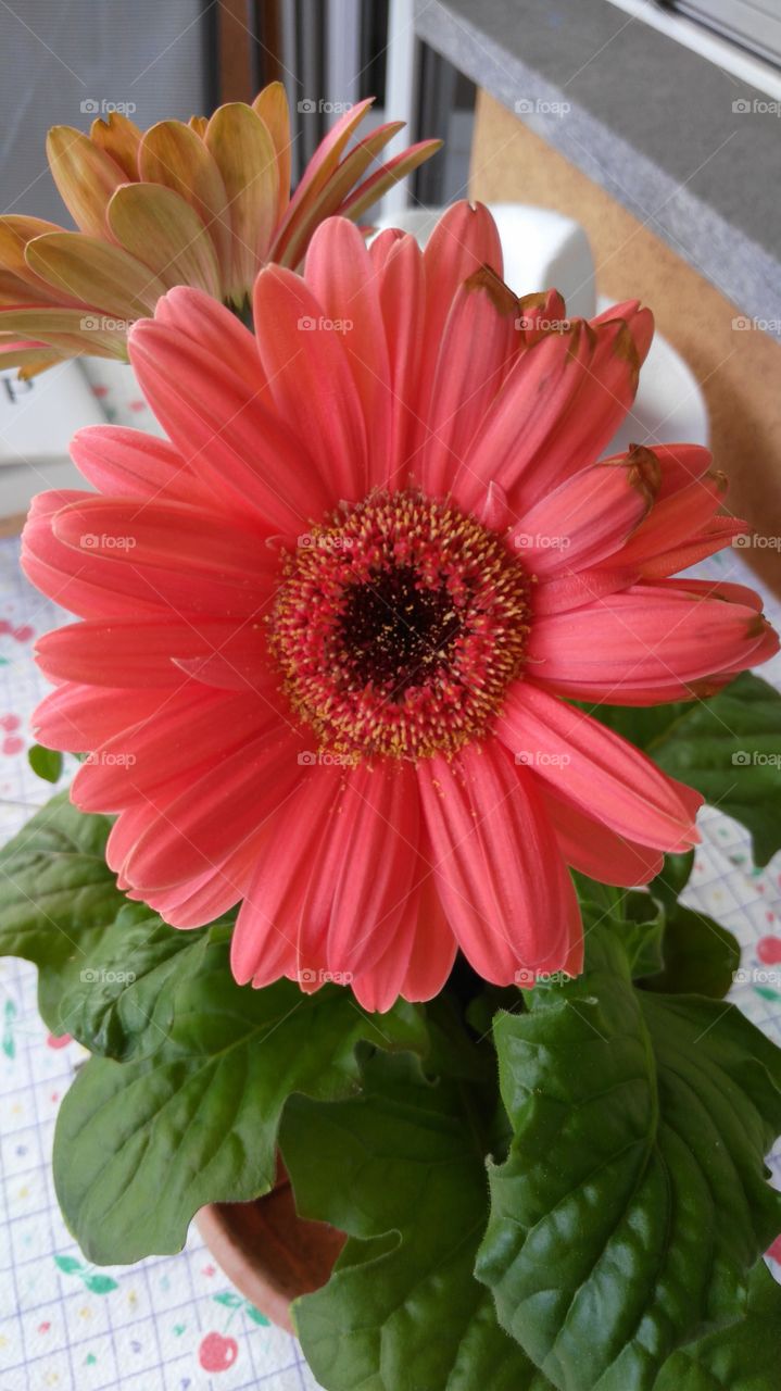 big red flower with petals and leaves