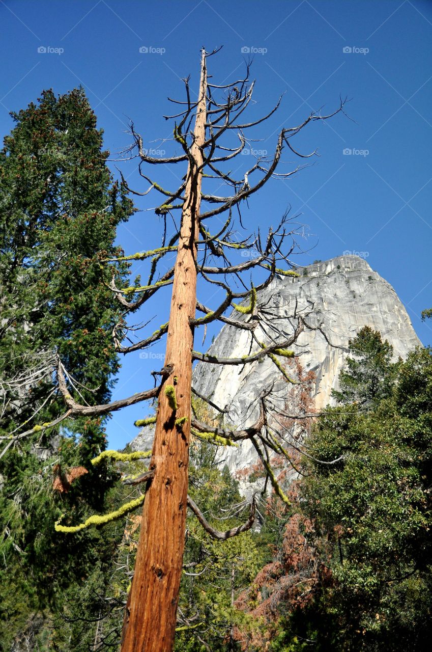 Dead pine tree