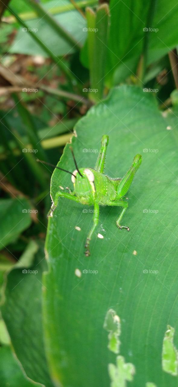 The green grasshopper perched on the leaf may be looking for food