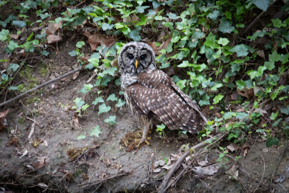 Barred owl standing on creek bank amongst green ivey.