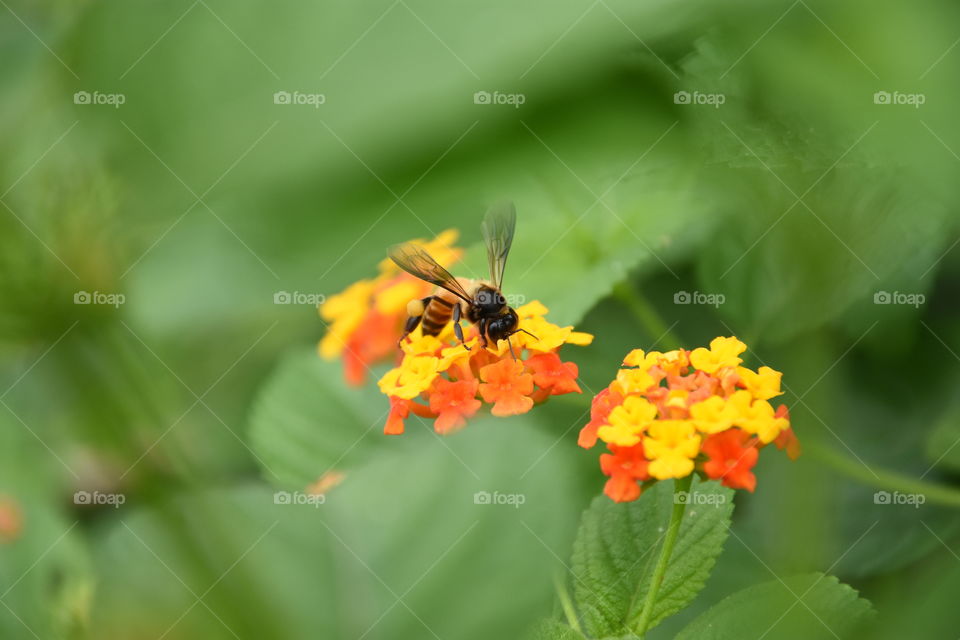 Bee Colect honey