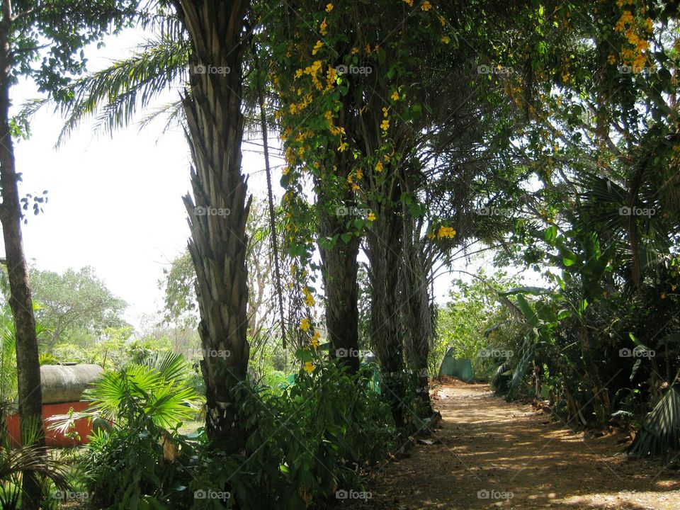 Botanical garden