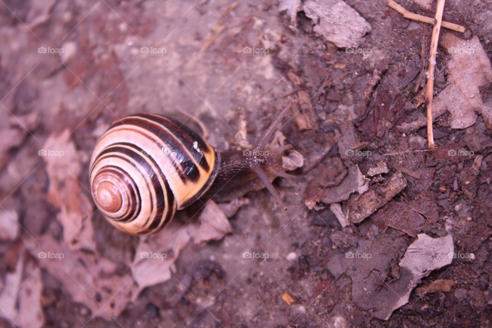 Snail