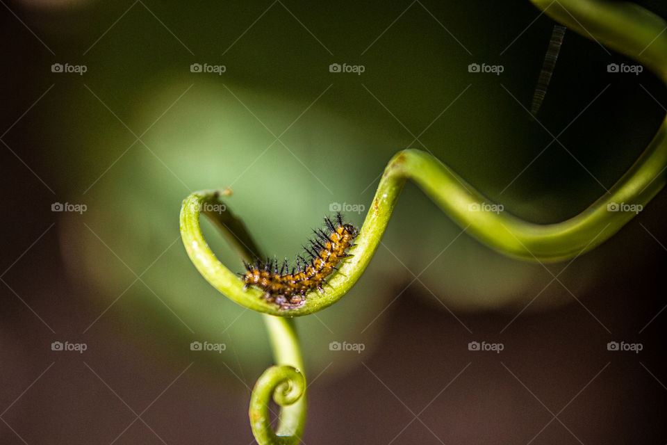 spikey worm on a green swirl