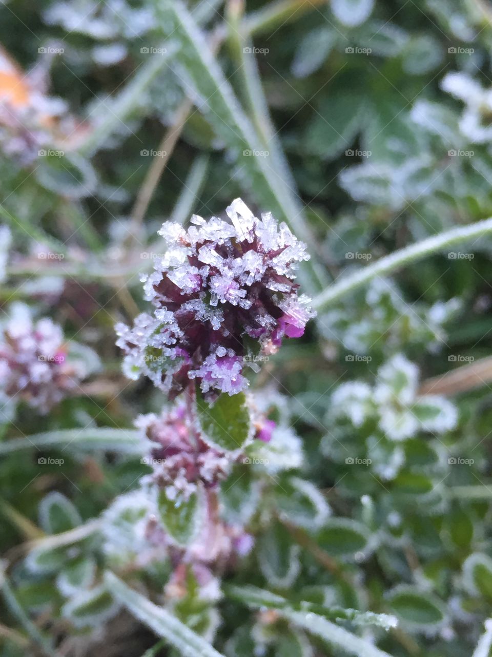 Frost on Wild Thyme