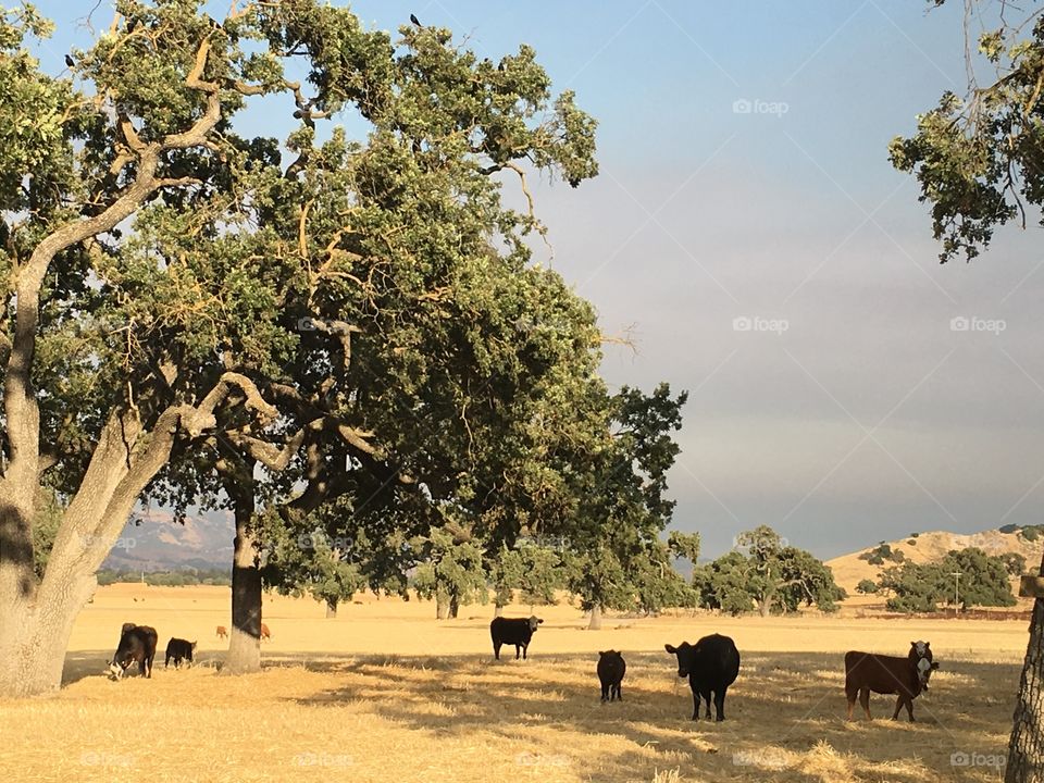 California cattle