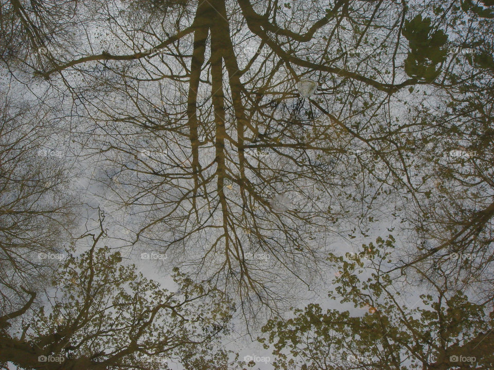 england spring tree water by Bea