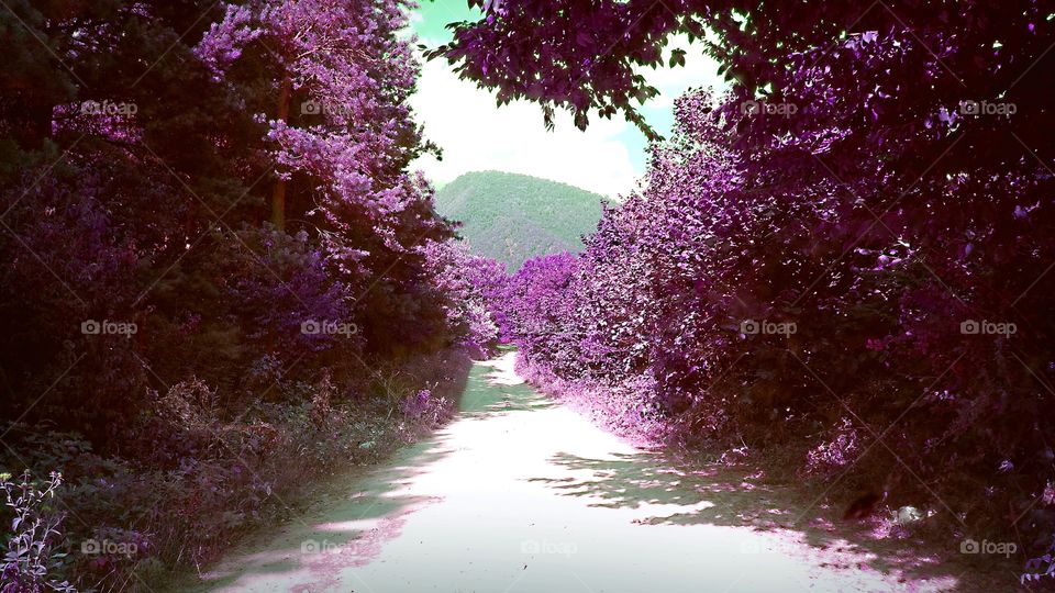 purple way