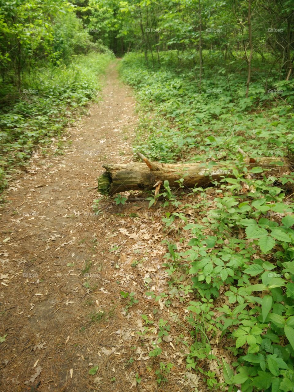 Wood, Nature, Tree, Leaf, Landscape
