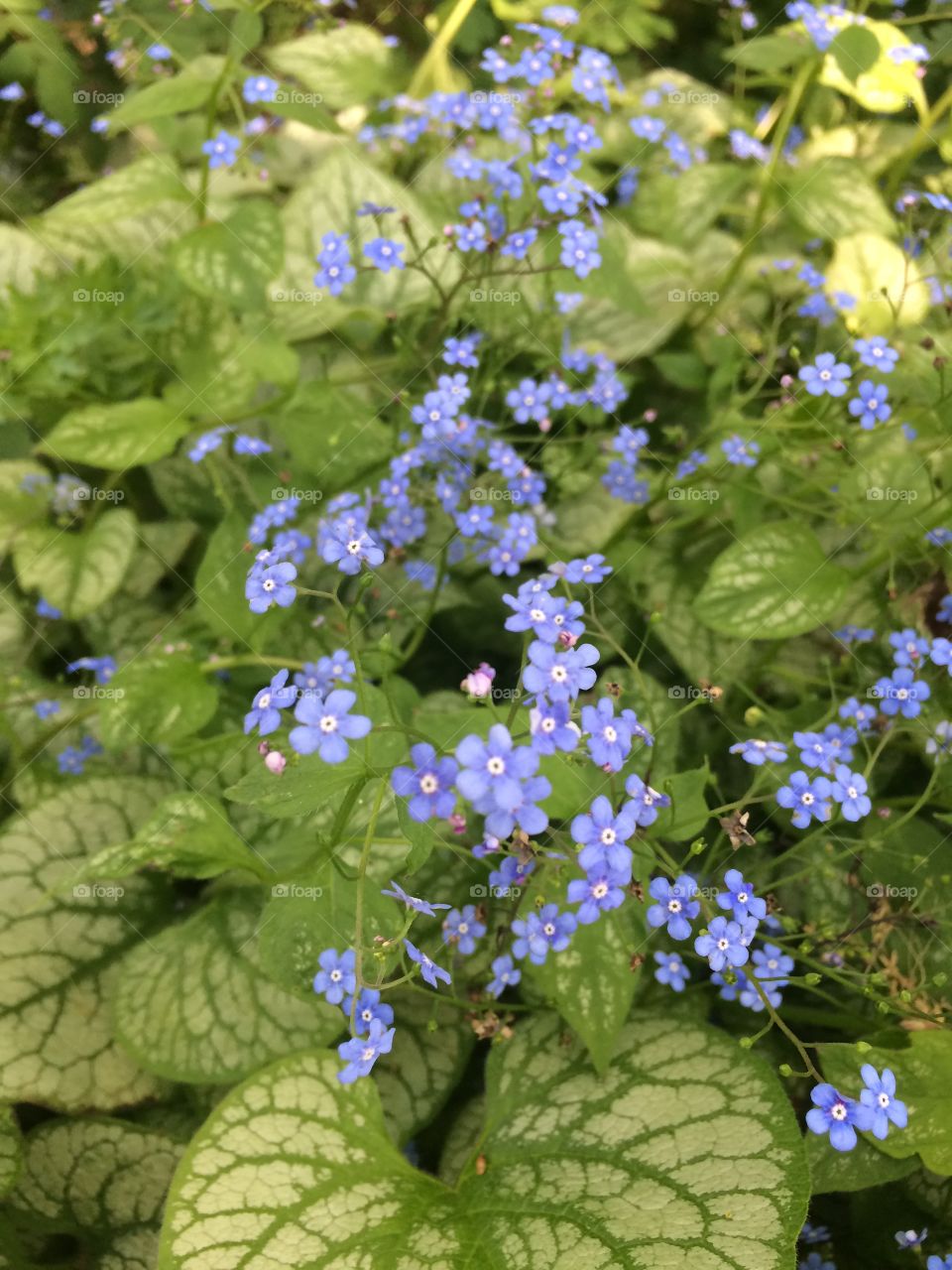 Purple Flowers