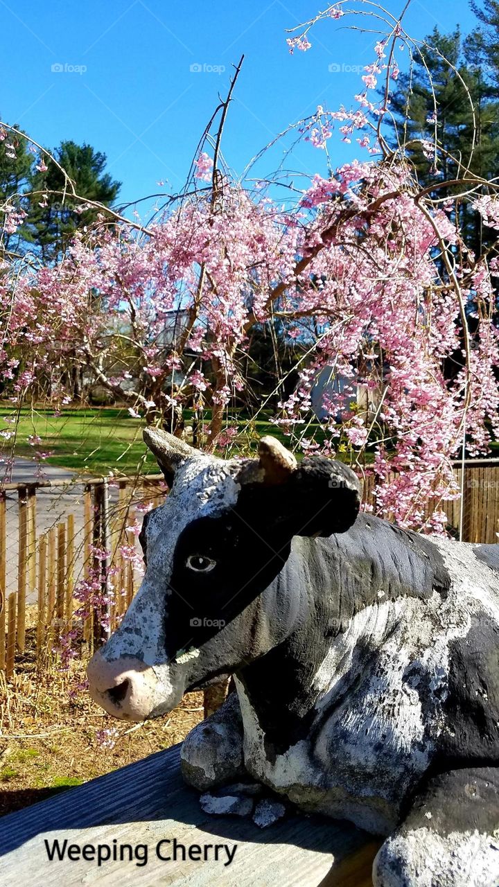 Spring is in the air & cherry tree is in bloom. Even the air smells clean and refreshed. Cow statue is placed overlooking the yard.