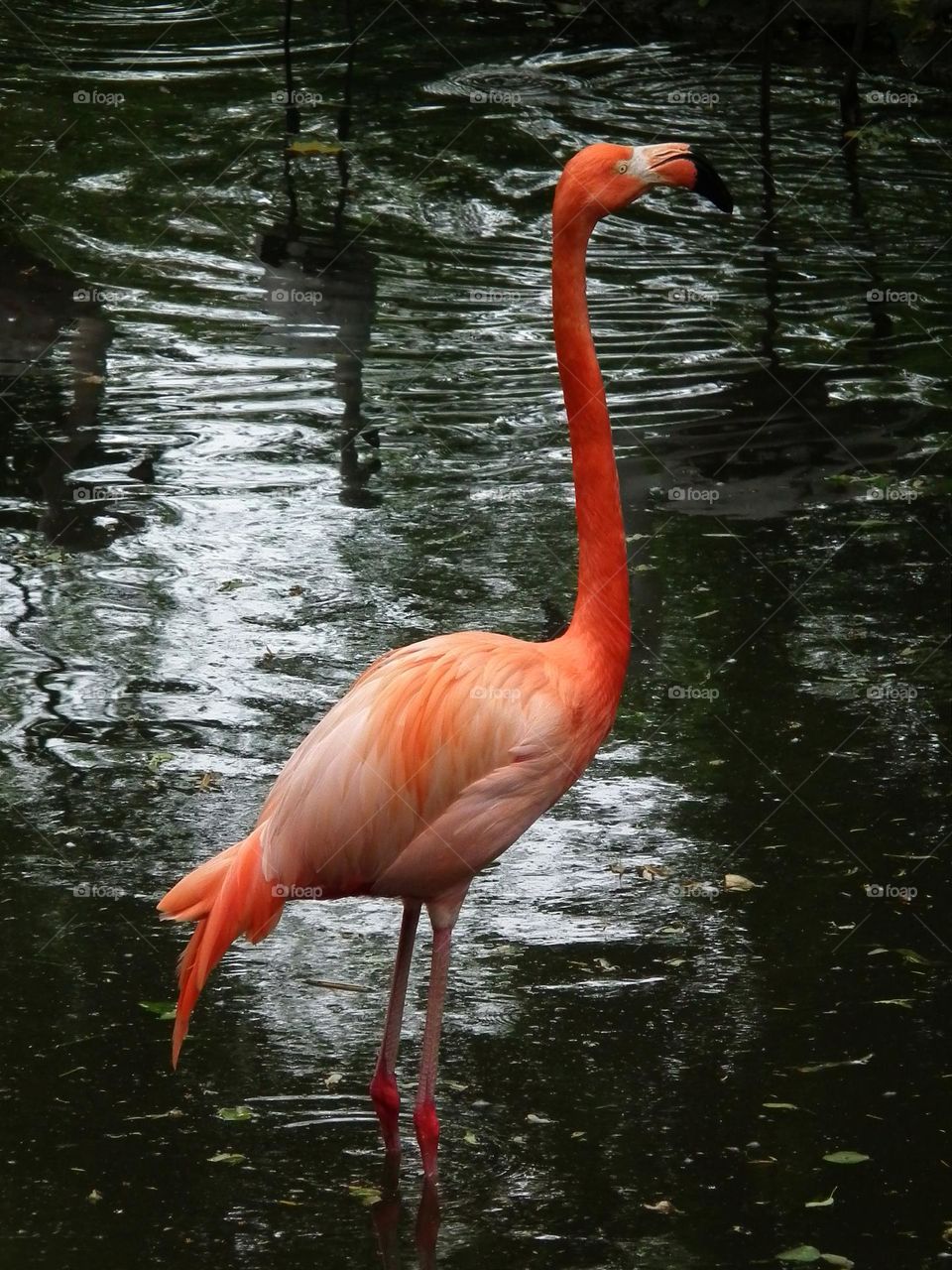 Pretty in pink, Flamingo, big bird, Polish ZOO