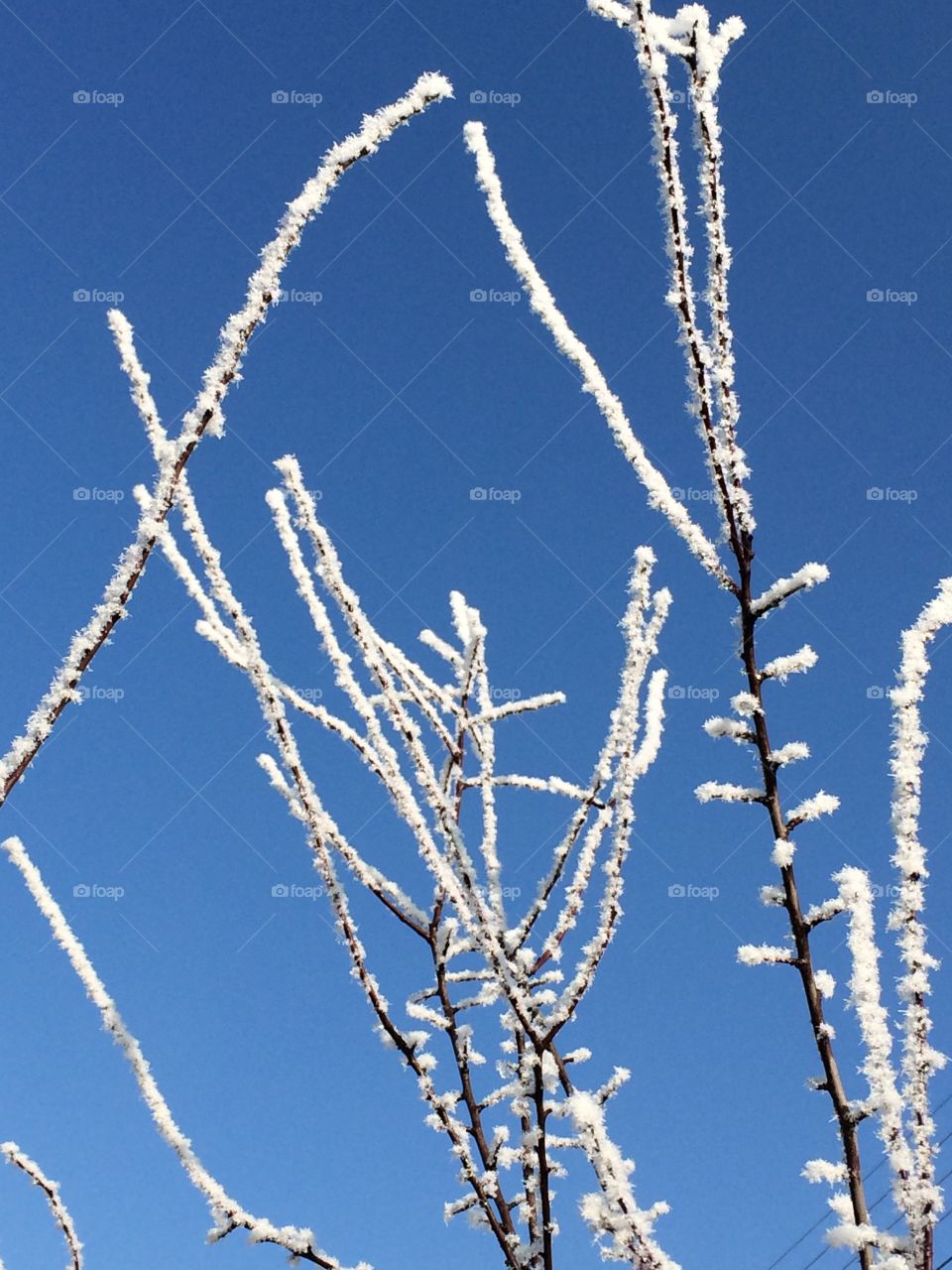 Frost on tree