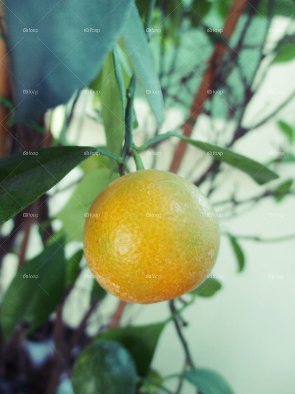 Orange in my garden