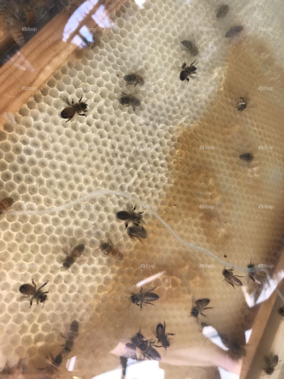 Honey bees! 