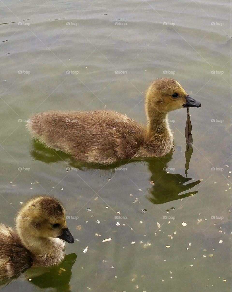 Baby geese eating algae