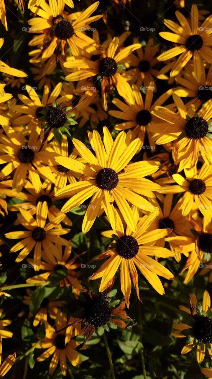 Yellow Daisies