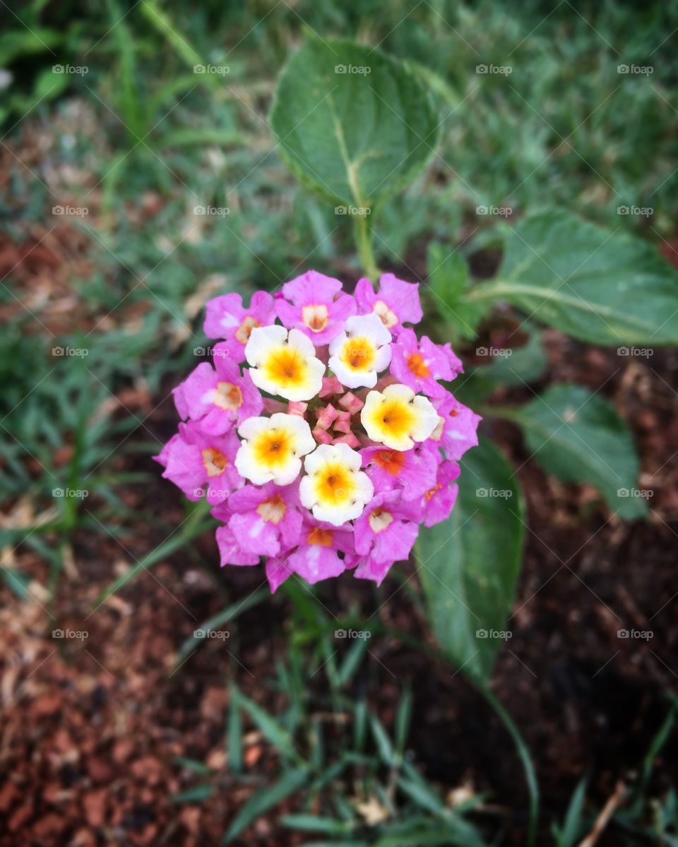 Flores do nosso novo jardim (parte 2), para alegrar e embelezar nosso dia!
Jardinagem é um ótimo passatempo!
🌸 
Flowers from our new garden, to brighten and beautify our day!