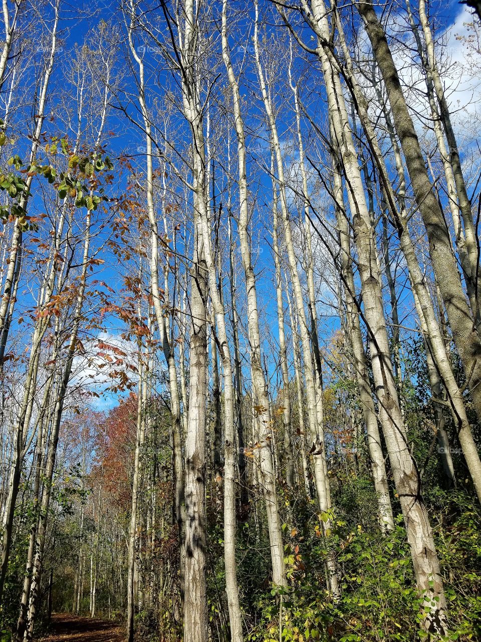 Birch Forest