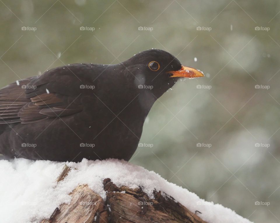 Male blackbird