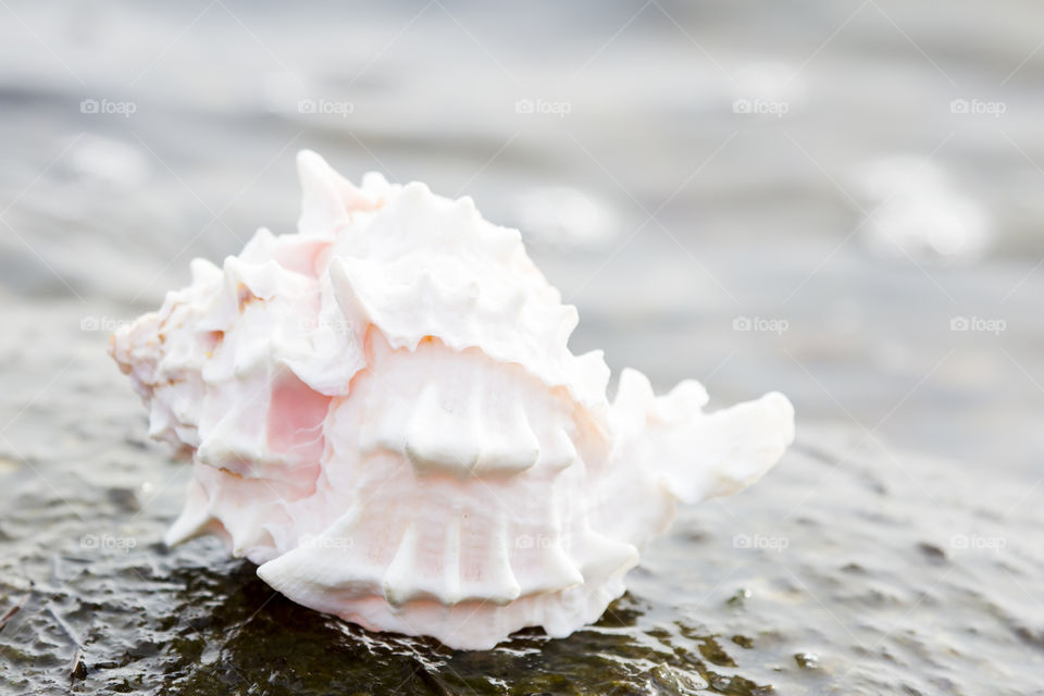 Seashell on wet rock