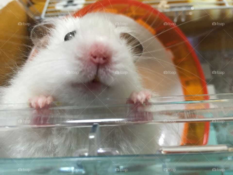 fun animals in our daily life