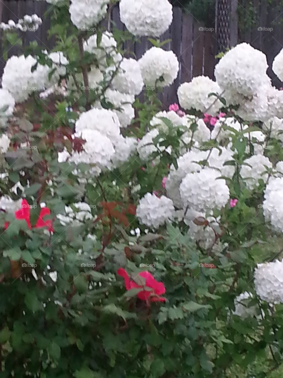 Gorgeous snowball bush all in white blooms with a tweak of red roses mixed in.