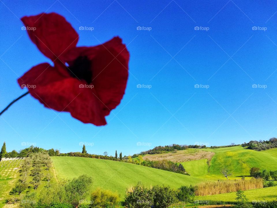 poppy in the foreground and spring landscape background