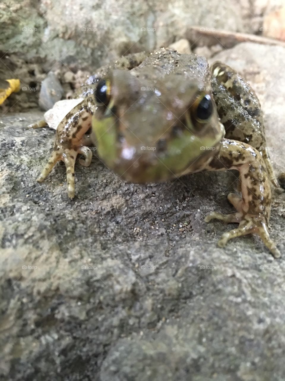 Close up. Frog rocks landscape wild