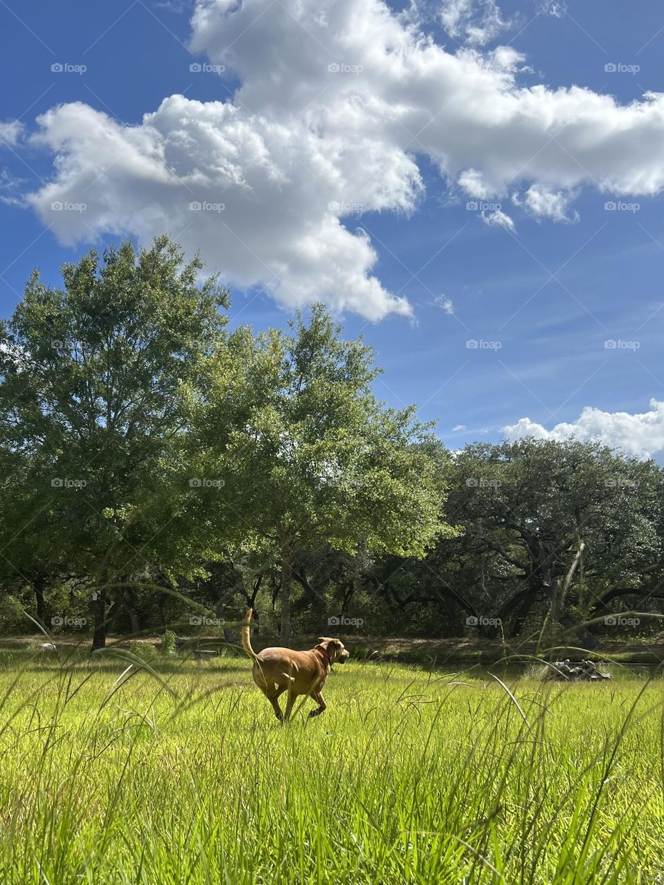 Penny was making a run for it to her pond on a very hot Texas day!