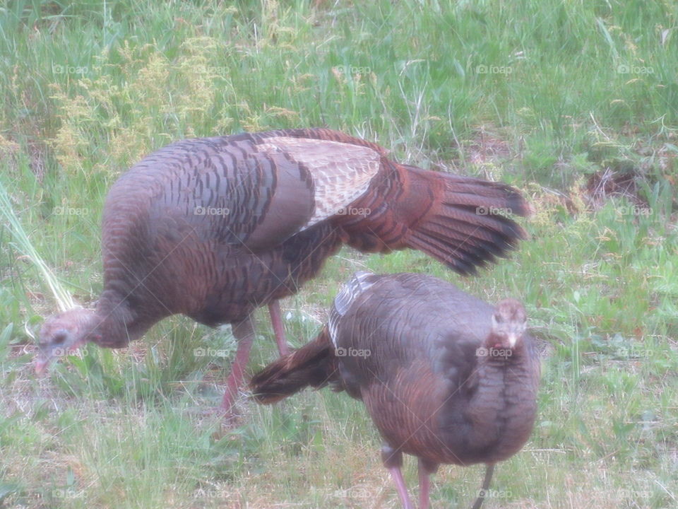 Turkeys