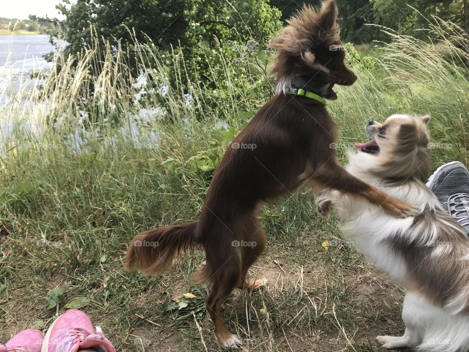 Dogs Playing 
