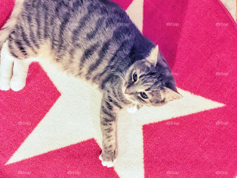 Cat on star