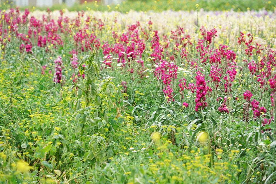 Wildflowers On The California Coast