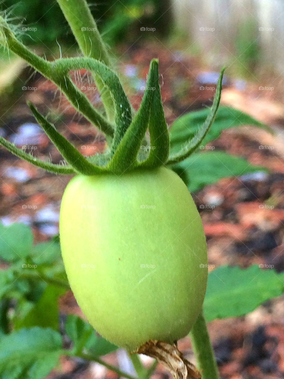 Baby tomato growing