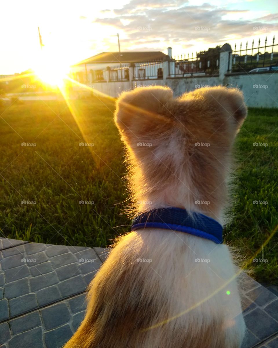 Staring at the sunset